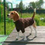 Свитер для собаки