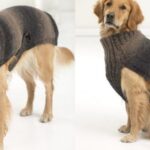 Свитер для собаки